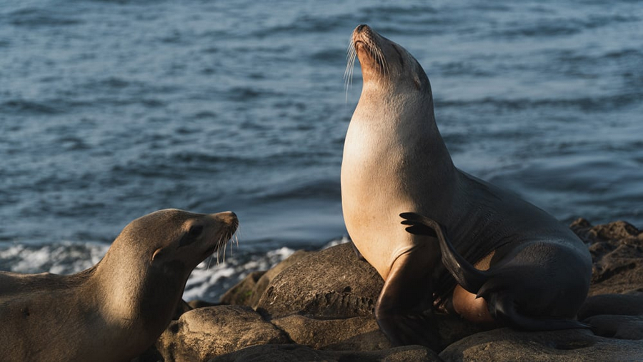San Diego’s Marine Wildlife: Seals
