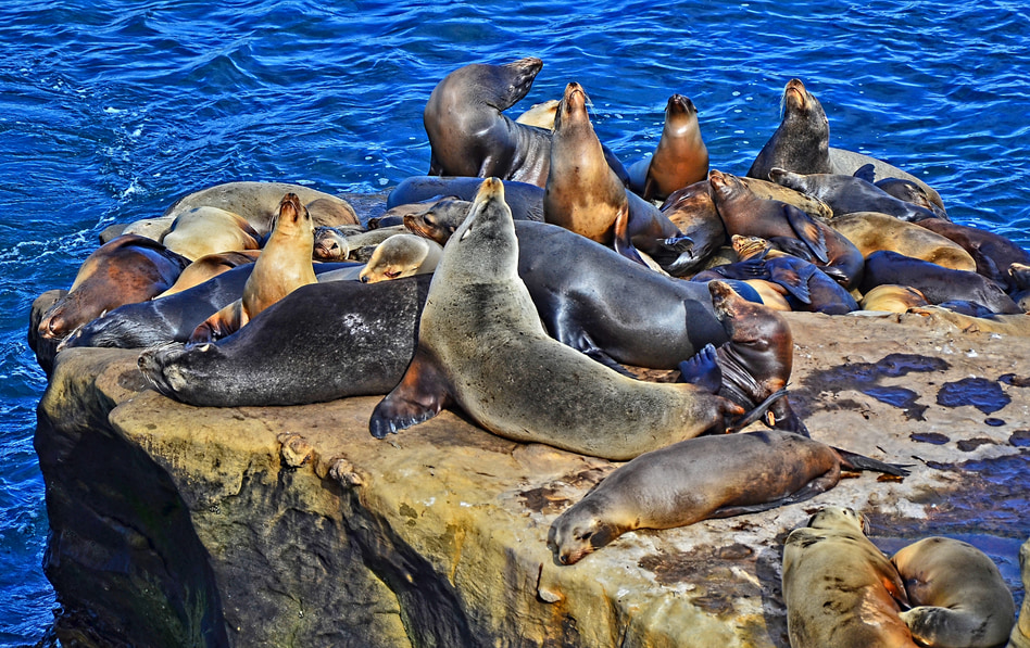 A pack of harbor seals on a cliff 