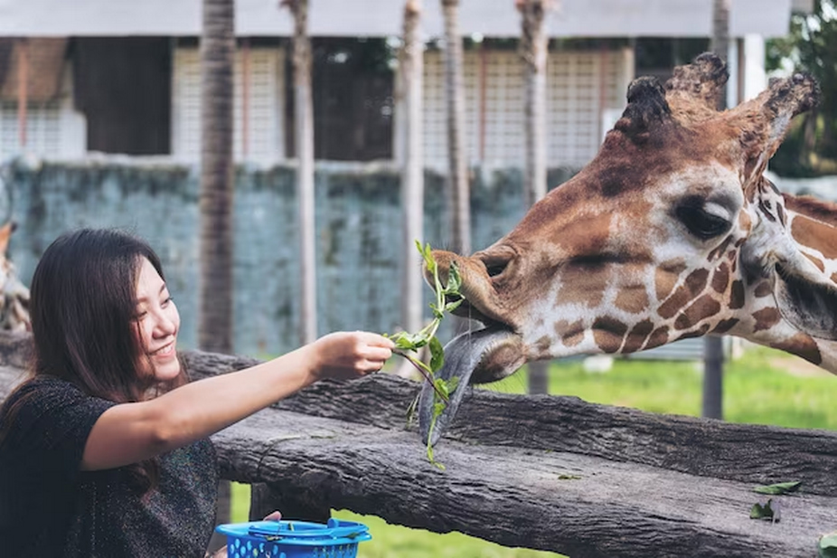Woman feeding a giraffe